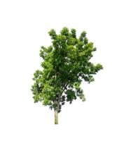 Tree that are isolated on a white background are suitable for both printing and web pages photo