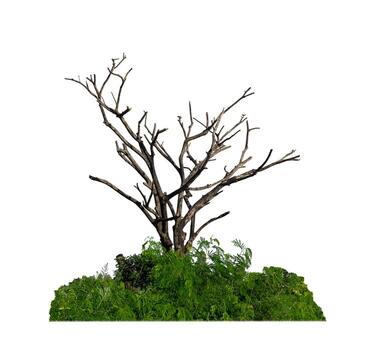 Bush and dead tree that are isolated on a white background are suitable for both printing and web pages photo