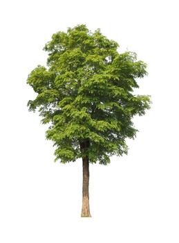 Tree that are isolated on a white background are suitable for both printing and web pages photo