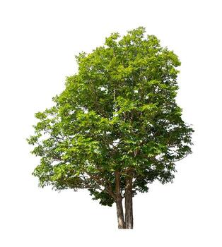 los árboles que están aislados en un fondo blanco son adecuados tanto para la impresión como para las páginas web foto