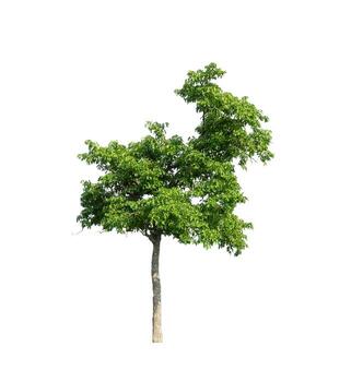 Tree that are isolated on a white background are suitable for both printing and web pages photo