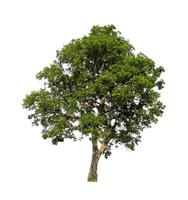 Tree that are isolated on a white background are suitable for both printing and web pages photo