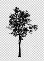 Tree silhouette for brush on  transparent background photo