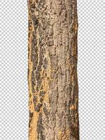 Trunk of a Tree Isolated On transparent Background photo