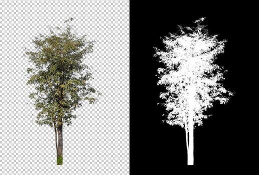 tree isolated on transparent background with clipping path and alpha channel photo