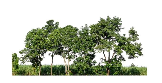 Trees that are isolated on a white background are suitable for both printing and web pages photo