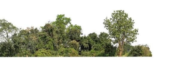 Green Trees isolated on white background.are Forest and foliage in summer for both printing and web pageswith cut path and alpha channel photo