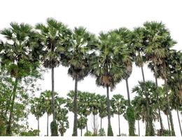 Palm tree group. High resolution tree landscape isolated on white background for print and web page with cut paths and alpha channels. photo