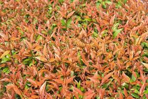 Syzygium australe or christina tree Medium-sized shrub, Young branches are octagonal, single leaves, opposite arrangement, lanceolate, apex tapered, base test, smooth edge, glossy red young leaves. photo