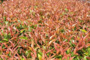 syzygium australe o christina tree arbusto de tamaño mediano, las ramas jóvenes son octogonales, hojas simples, disposición opuesta, lanceoladas, ápice ahusado, prueba de la base, borde liso, hojas jóvenes de color rojo brillante. foto