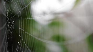 dichtbij omhoog visie van spin web gedekt met druppels van vochtig. beven Aan de wind. video