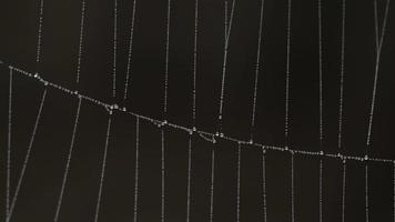 Close up view of spider's web covered with drops of moist with green leafs on the background. Trembling in the wind. video