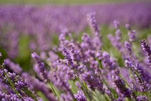 Field of lavender in Drome France photo