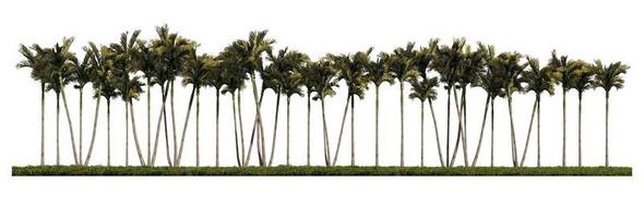 3ds rendering image of front view of palm trees on grasses field. photo