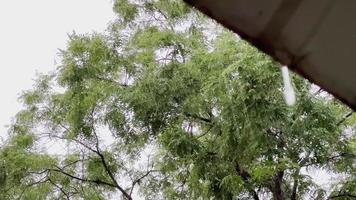 Heavy torrential rain, water droplets falling from roof against background of green tree. Bad rainy weather. video