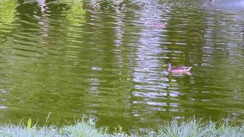 ankor flytande på yta av vatten. fåglar i deras naturlig livsmiljö. video