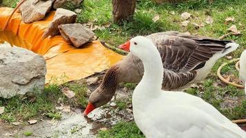 molto grande domestico oche nel Giardino dietro la casa di Casa. video