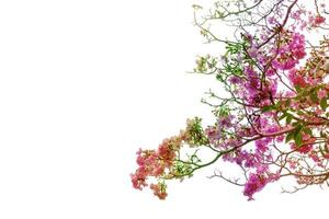 árbol de trompeta o tabebuia rosea aislado sobre fondo blanco, efecto de filtro con arco iris foto