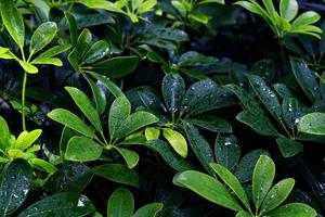 patrón de hojas verdes, árbol de paraguas enano de hoja o schefflera arboricola en el jardín foto