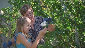 Grandmother and granddaughter spend time together in garden with beautiful flowers. They enjoy beauty of plants and socialize. video