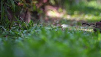 faire tourner la ficelle en nylon parallèlement à la pince au ralenti au niveau de l'herbe, en coupant l'excès d'herbe avec une débroussailleuse video