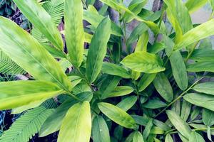 Green galangal leaves pattern photo