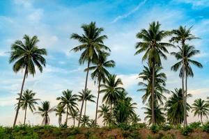 plantación de cocoteros con cielo azul en Tailandia foto