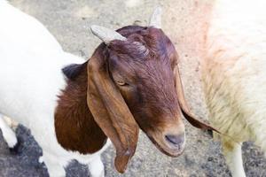 Goat in farm,thailand photo