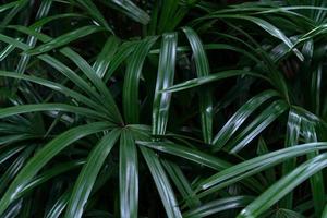 Green leaves pattern,leaf palm tree in the forest photo