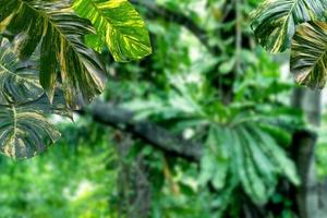 patrón de hojas verdes para el concepto de naturaleza, hoja de epipremnum aureum con fondo de bosque borroso foto