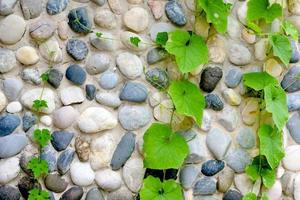 ivy with stone wall, Abstract background photo