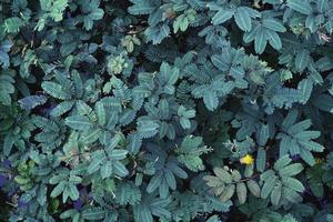 Green leaves pattern for nature concept,leaf textured background photo