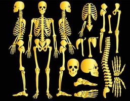 conjunto de colección de silueta de esqueleto de huesos humanos dorados vector