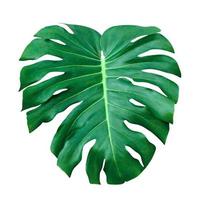 Green leaves pattern,leaf monstera isolated on white background,include clipping path photo