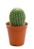 cactus con bote marrón aislado sobre fondo blanco foto