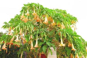 naranja brugmansia candida pers o flor de trompeta de ángel con cielo blanco foto