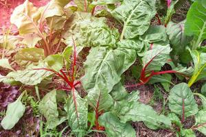 Rainbow Swiss Chard in garden photo