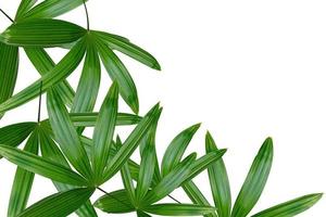 Green leaves pattern,leaf palm tree isolated on white background photo