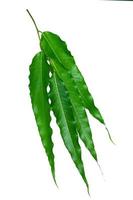 Green leaves pattern,leaf Polyalthia longifolia tree isolated on white background photo