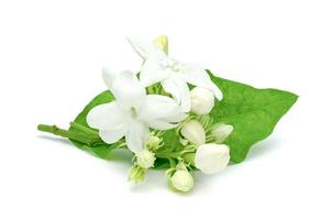 Jasmine flower isolated on white background photo