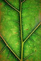 Detailed view of green leave - macro photo