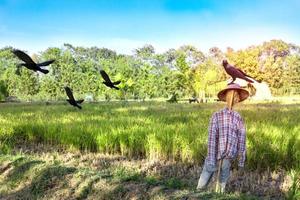 espantapájaros y cuervos en el fondo del campo de arroz foto