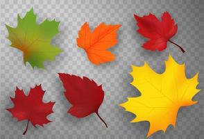 Autumn Falling Leaves Isolated On White Background