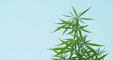 wilde Cannabispflanzen mit Himmel im Hintergrund, Cannabis ist eine Heilpflanze, die in der medizinischen Behandlung verwendet wird, Marihuana ist ein Heilkraut, Hanf ist eine Heilpflanze. Zeitlupenvideo 4k dci video