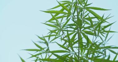 plantas silvestres de cannabis con cielo en el fondo, el cannabis es una planta medicinal utilizada en el tratamiento médico, la marihuana es una hierba medicinal, el cáñamo es una planta medicinal. video en cámara lenta 4k dci