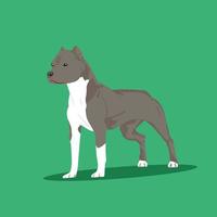 Pitbull dog vector isolated on green background