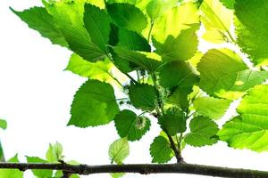 Green leaves pattern,autumn plant leaf background,Mulberry tree with white sky photo