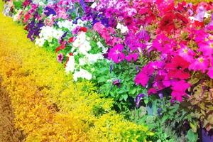 Colorful Petunia flowers bloom in the garden,filter effect photo