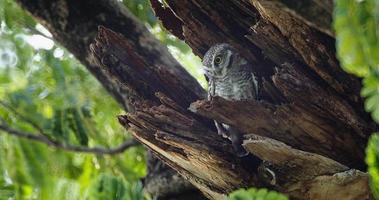 Child cute owls are made in a hollow tree staring with big eyes in Thailand, 4K DCI