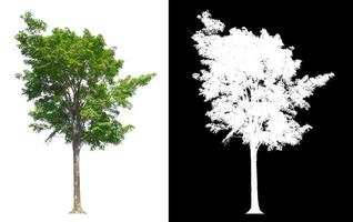 isolated single tree on white background with clipping path and alpha mask photo